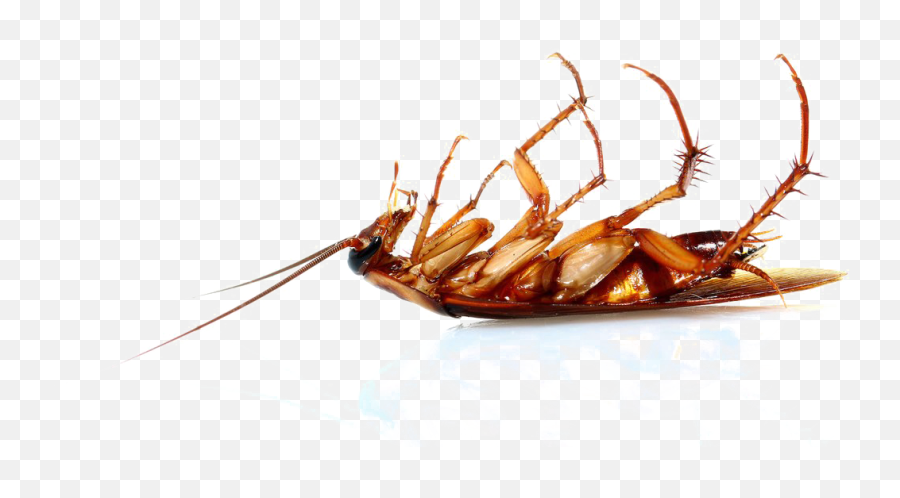 Download Cockroach Png Transparent - Dead Cockroach Png Emoji,Cockroach Emoji