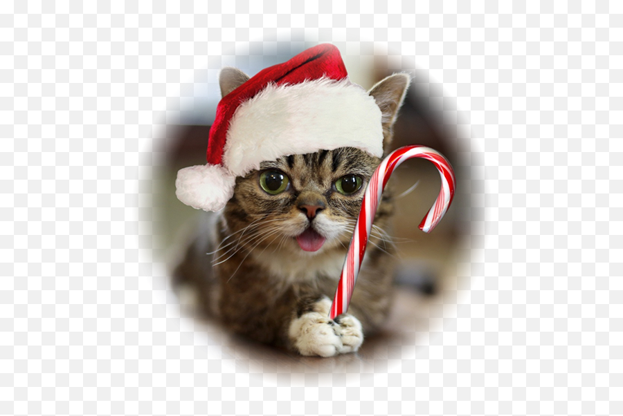 Christmas Cat Png - Iu0027ll Be Next Door For Christmas A Lil Bub Emoji,Twas The Night Before Christmas Emojis