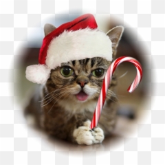Christmas Cat Png - Iu0027ll Be Next Door For Christmas A Lil Bub Emoji,Twas The Night Before Christmas Emojis