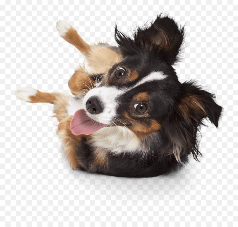 Dog Preventive Care Plans From Pumpkin Emoji,You've Had Enough Emotions Today Papillon