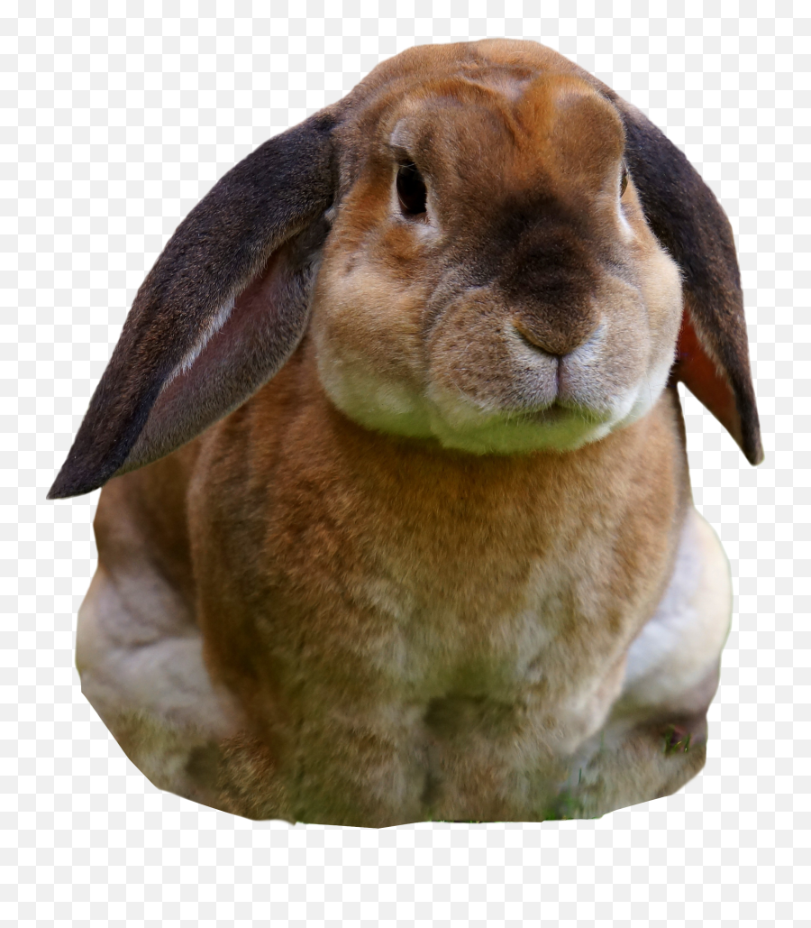 Rabbit Sitting Png Image - Purepng Free Transparent Cc0 Emoji,The Bunny Emoji