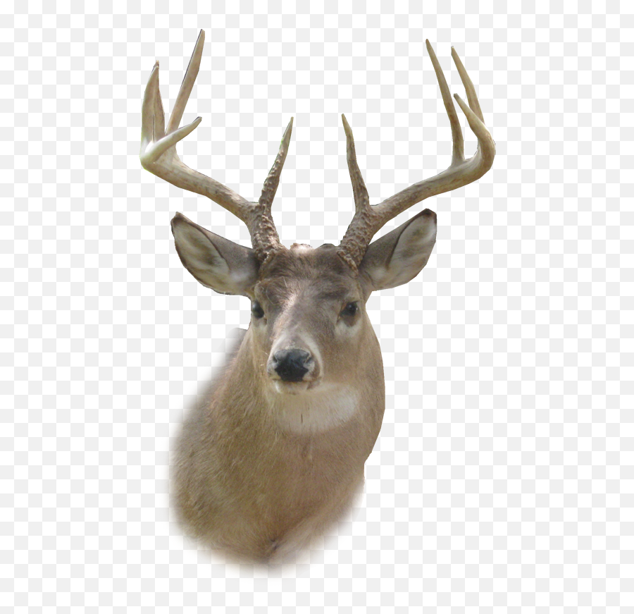 White Tailed Deer - Transparent Deer Head Png Emoji,Whitetail Deer Emoji