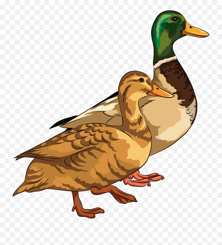 Male And Female Mallard Ducks Clipart - Ducks Clipart Emoji,Duck Emoji