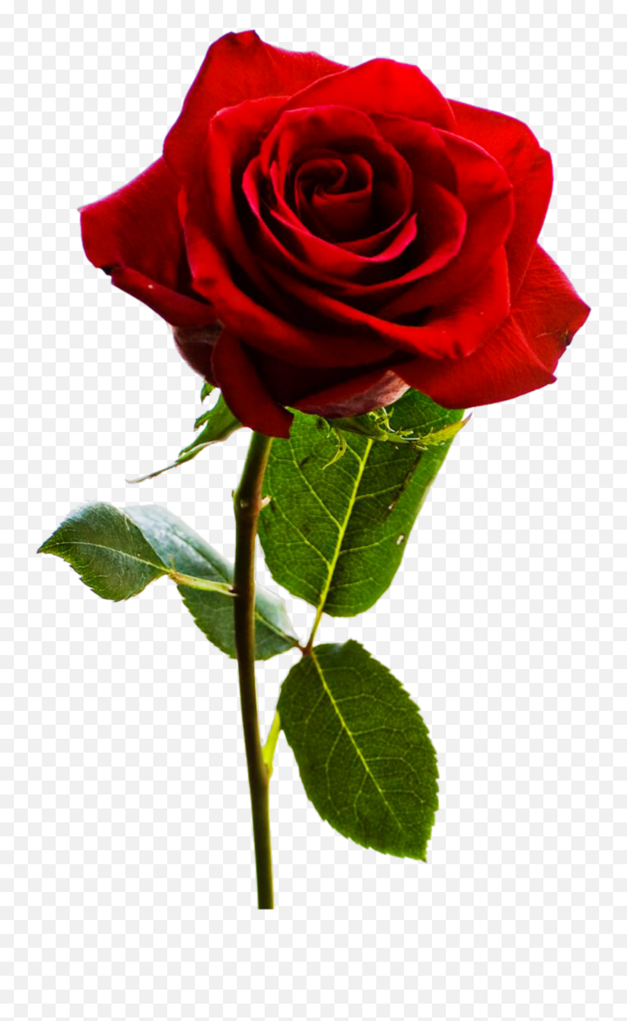 Free Rose With Transparent Background Download Free Clip - Transparent Rose Png Emoji,Red Rose Emoji