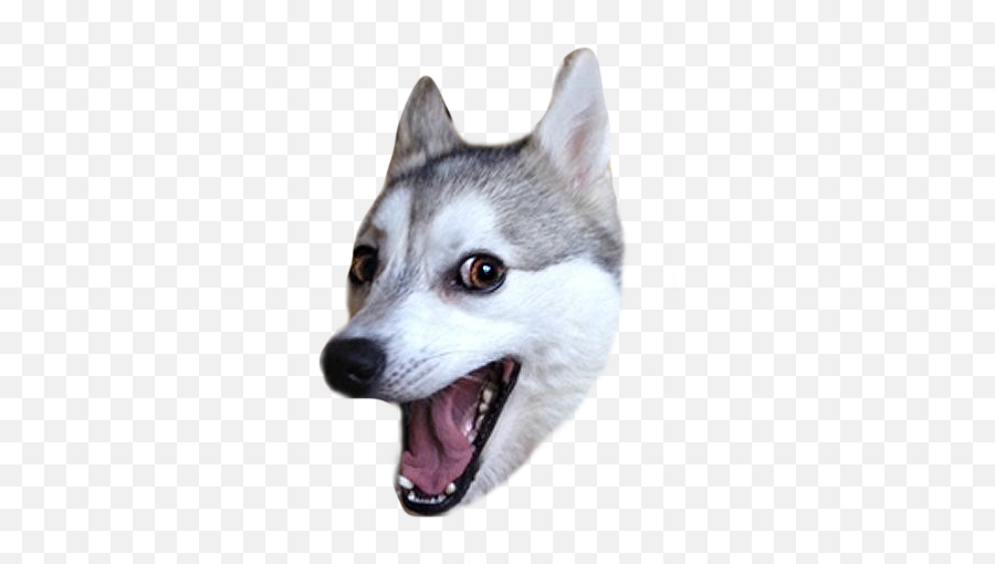 Masters Of Emotions - Perro Sticker De Whatsapp Emoji,Husky Emotions