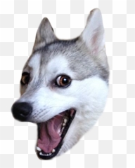 Masters Of Emotions - Perro Sticker De Whatsapp Emoji,Husky Emotions
