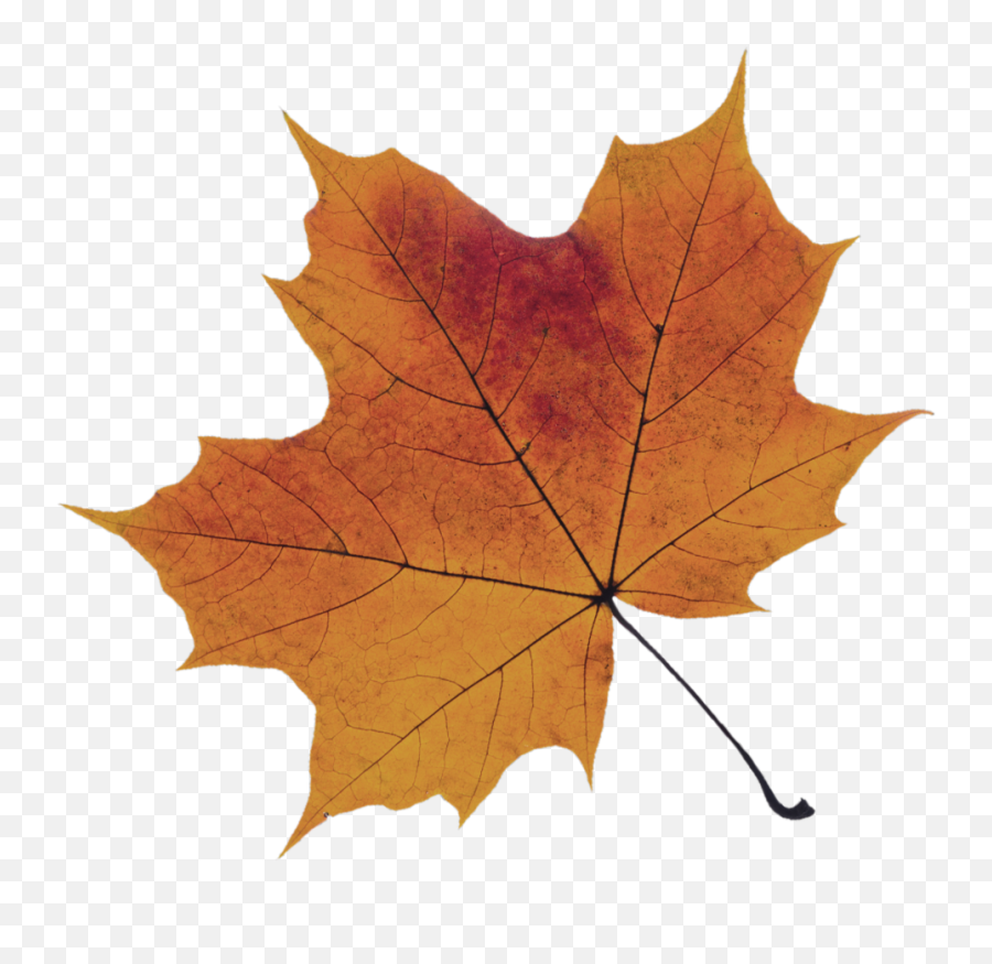 Faq Sugar Maple College Consulting - Transparent Sugar Maple Tree Emoji,Little Yellow Maple Leaf Meaning In Emotions