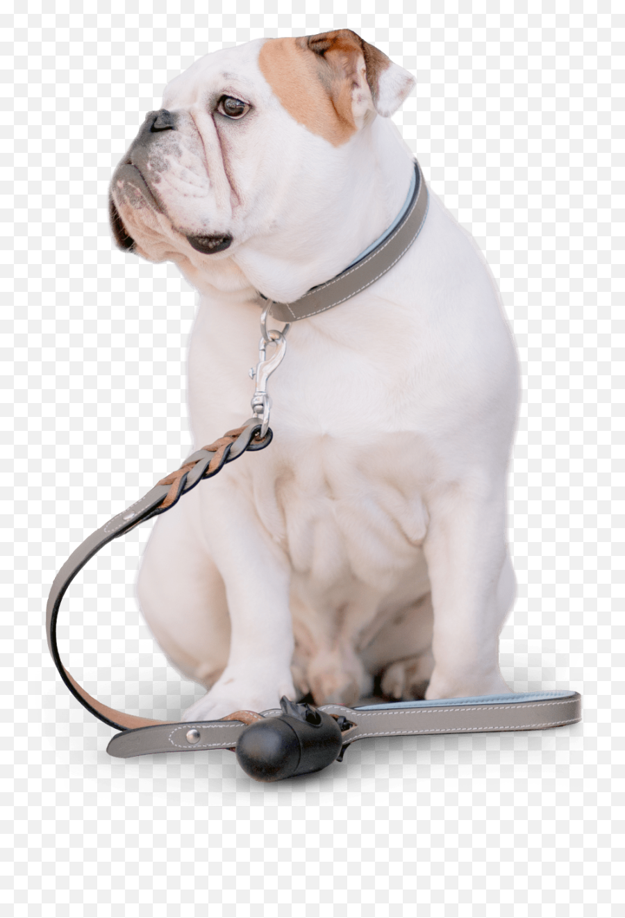 Home - Bcs Pet Sitting U0026 Dog Training Phx Southeast Valley Pet Emoji,Dog Emotion 50% Up