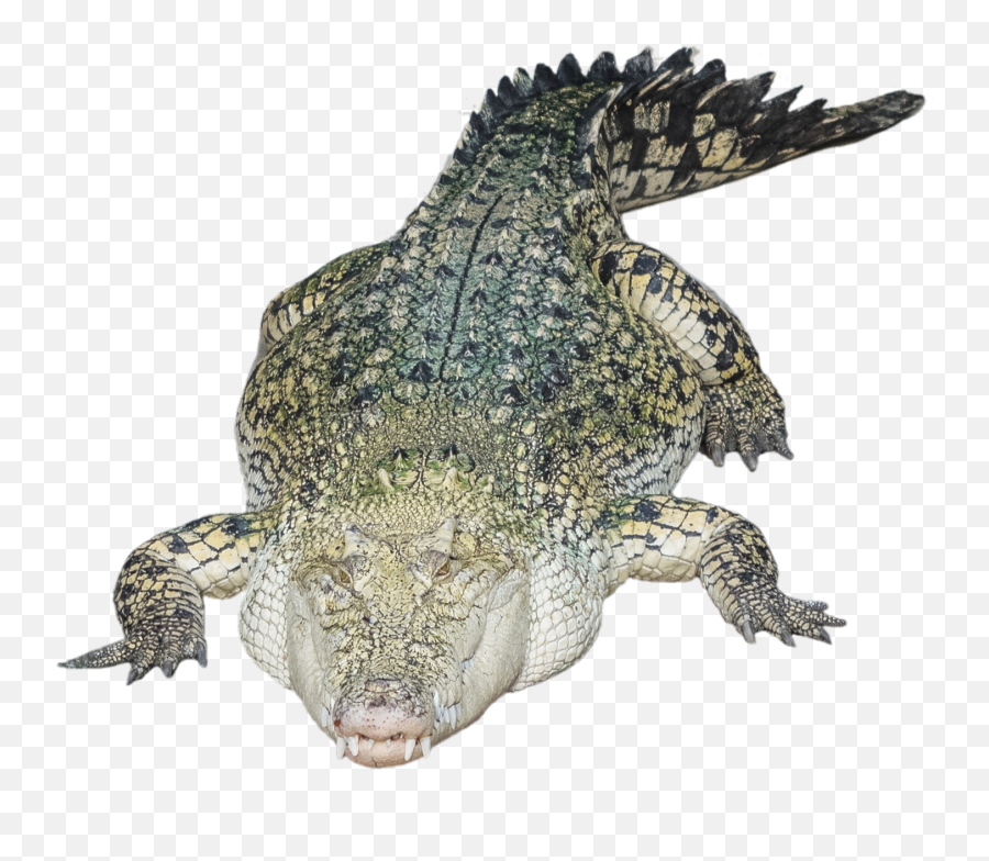 Crocodile Alligator Png Transparent - Nile Crocodile Transparent Free Emoji,Facebook Emoticons Alligator