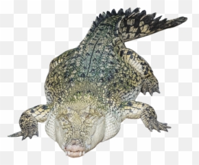 Crocodile Alligator Png Transparent - Nile Crocodile Transparent Free Emoji,Facebook Emoticons Alligator