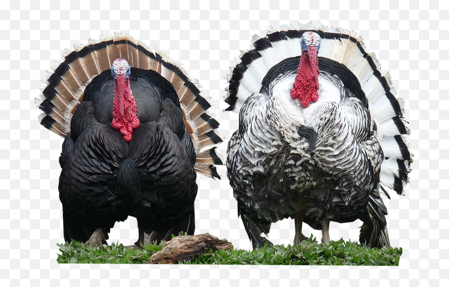 Turkeys Png Images Transparent Background Png Play Emoji,Where Is The Turkey Emoji