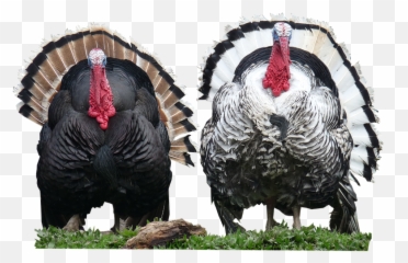 Turkeys Png Images Transparent Background Png Play Emoji,Where Is The Turkey Emoji