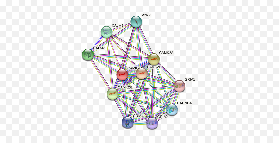 Camk2d Protein Human - String Interaction Network Emoji,Na Basic Text For Impulse Emotions