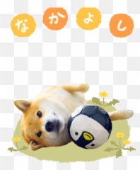 Line Official Stickers - Shiba Maru Pupups Example With Gif Emoji,Maru Emoji