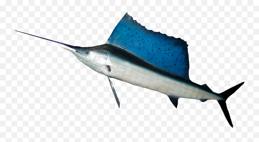Download Ocean Fish Png Hd - Indo Pacific Blue Marlin Hd Emoji,Swordfish Emoji