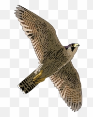 Atlanta Falcons Clipart Clipart 3 - Flying Peregrine Falcon Png Emoji,Atlanta Falcons Emoji