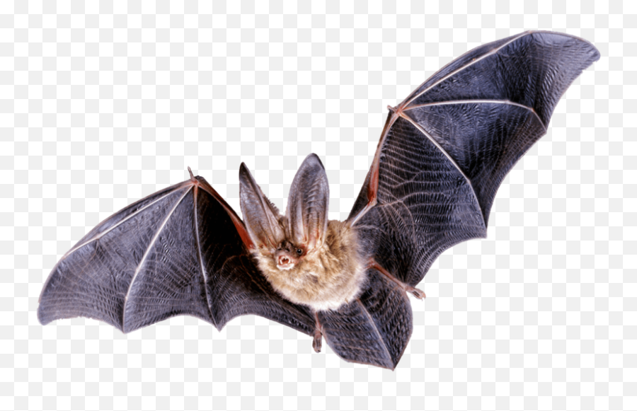 Bat Png Download Free Png Images Wonder Day - Fruit Bat Png Emoji,Emoticons Batman