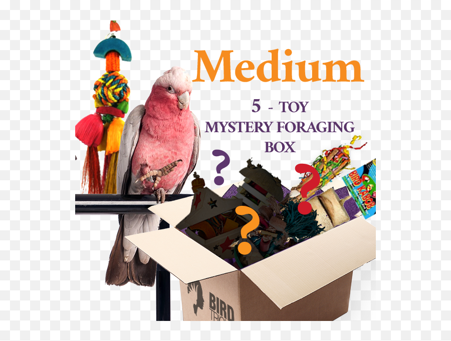 Foraging Toy Box - Cardboard Box Emoji,Gcc Conure Emoticon