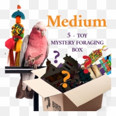 Foraging Toy Box - Cardboard Box Emoji,Gcc Conure Emoticon
