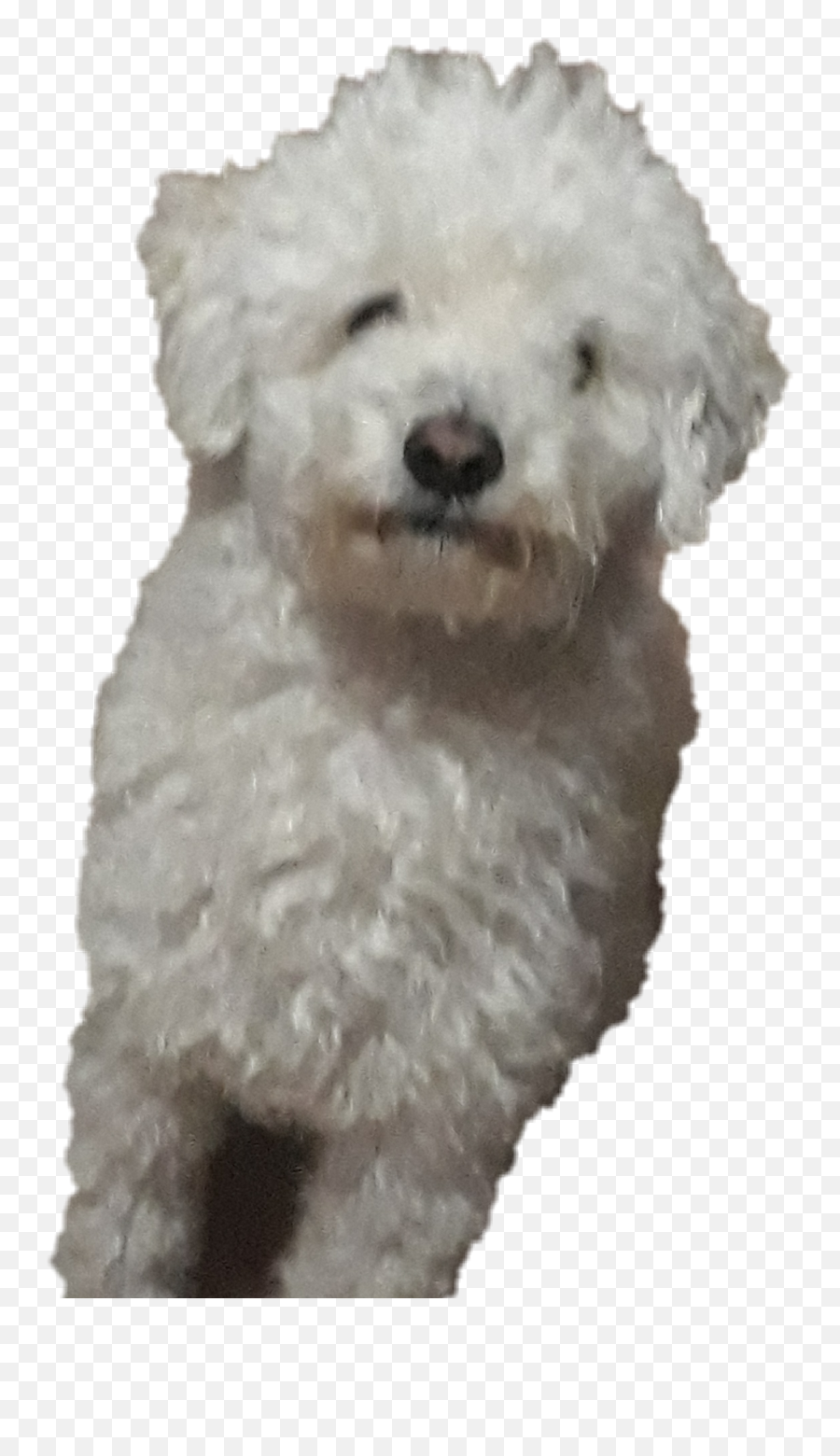 The Most Edited Prros Picsart - Poodle Emoji,Apple Poodle Emoji