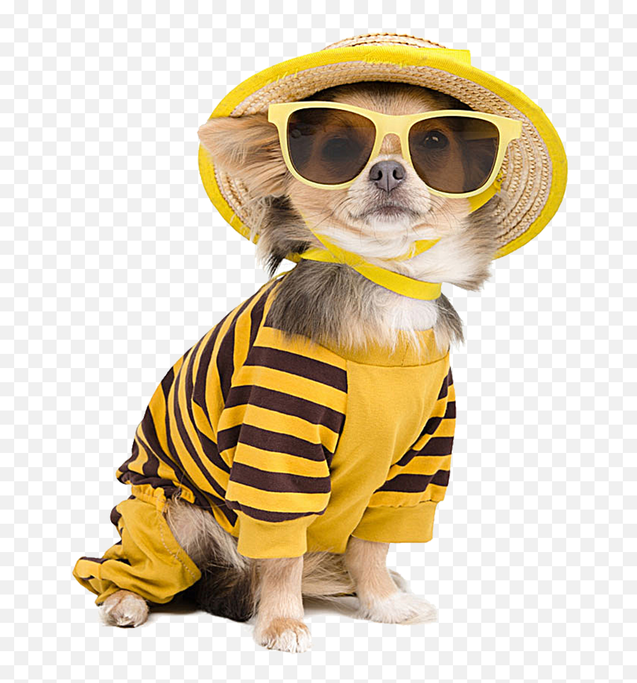 Download Chihuahua Sunglasses - Dressed Dog Emoji,Dog With Sunglasses Emoticon