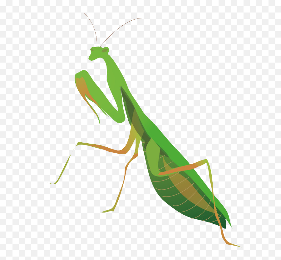 Download Hd European Mantis Png Free - Louva Deus Desenho Png Emoji,Mantis Emoji