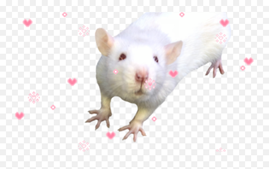 Austalia On Tumblr - Rat Emoji,Milky Emotions Pets