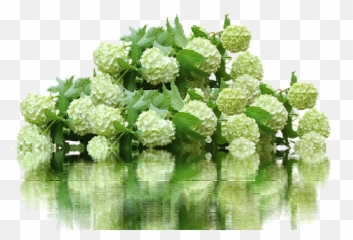 Hydrangea Bush Hydrangea Photos - Hoa Cm Tú Cu Nn Trng Png Emoji,Hydrangea Macrophylla Emotion