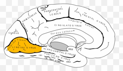 What Parts Of The Brain Are Engaged In Reading - Quora Redesign My Brain Emoji,Brain Figure Key Brain Structures Involved In Processing Emotion