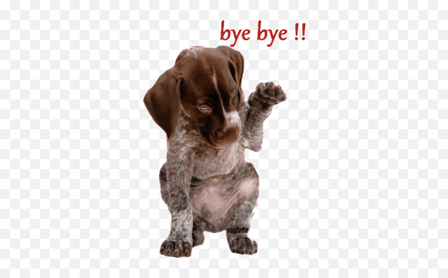 Top German Slap Stickers For Android U0026 Ios Gfycat - Gif Bye Bye Dogs Emoji,Gsd German Shepard Emojis