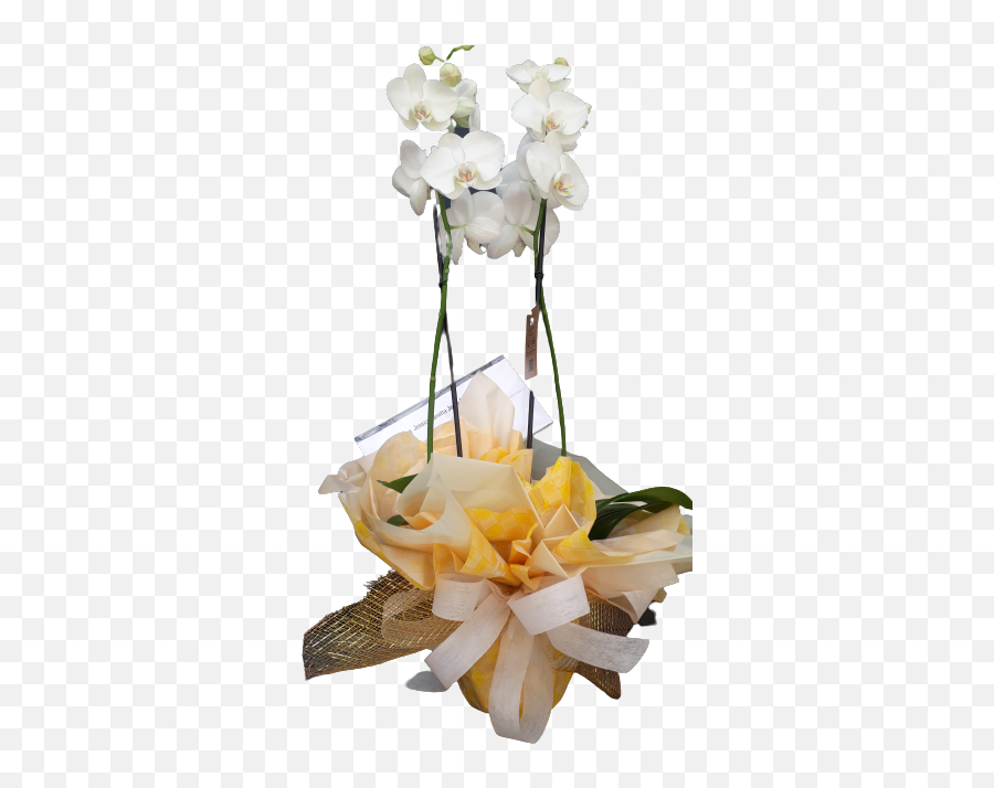 Orchid Beatiful Flower Floricultura Curitiba - Moth Orchid Emoji,Coroas De Folres Para Velorio Em Emoji