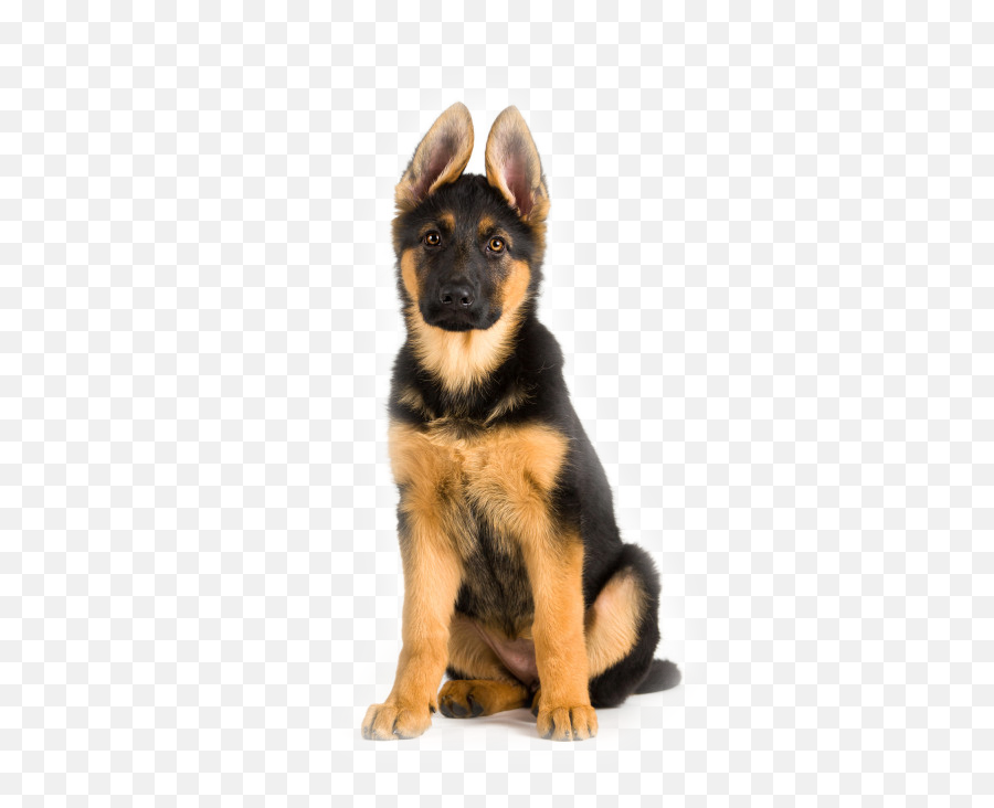 Dog Training In Raleigh Training Your Best Friend - Breed Sitting German Shepherd Emoji,Showing Emotion In Front Of Your Dog