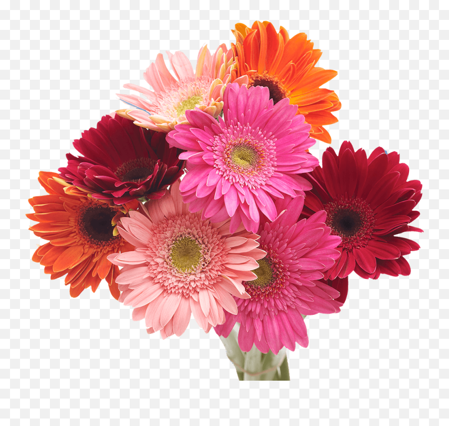 Gerbera Daisies Bouquet Flowers - Artificial Flower Emoji,.:8x12:. No Emotions? Lavender-star