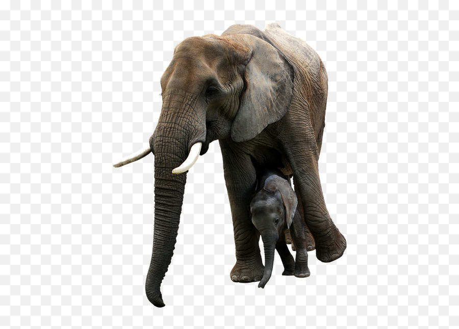 Free Photo Mother And Calf Calf Mother Emoji,Elephants + Emotions + Happiness