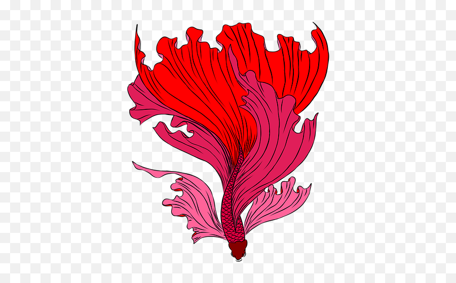 Betta Fish Fighting Red - Free Image On Pixabay Emoji,Betta Fish Emoticon Text