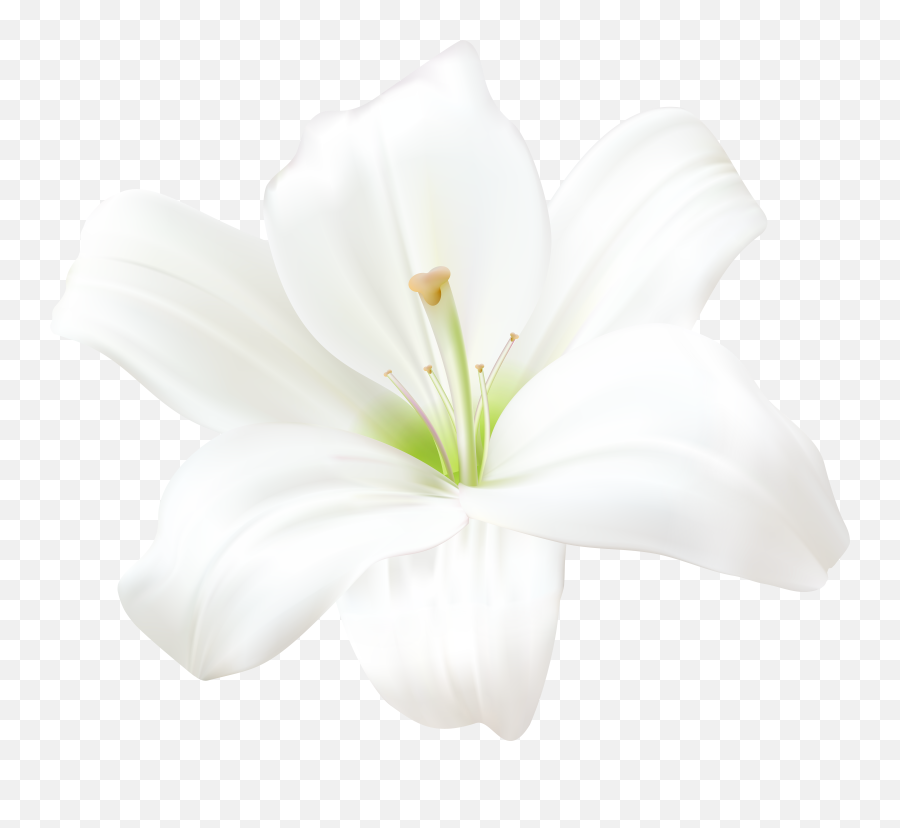 White Lily Emoji,Lilly Emoji