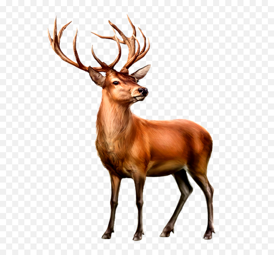 Cerf Dessin Emoji,Whitetail Deer Emoji