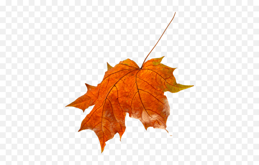 Pass The Plants - Plant Pathology Emoji,Little Yellow Maple Leaf Meaning In Emotions