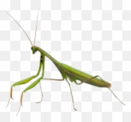 About Damian U2013 Damian Wood - Parasitism Emoji,Mantis Drax Emotion
