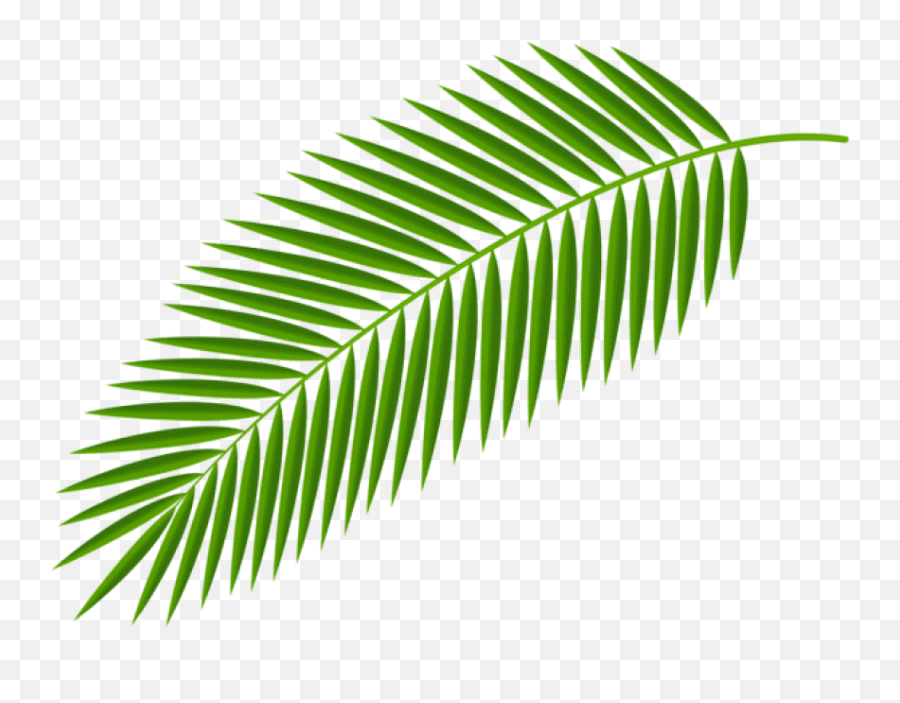 Transparent Background Palm Leaves Png - Transparent Background Palm Leaf Clipart Emoji,Emoticon Palmera Facebook