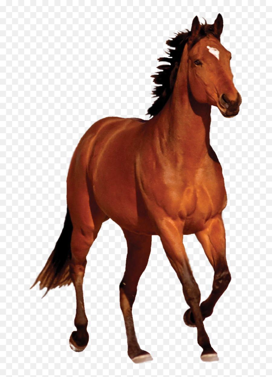 Lets Review - Horse Png Transparent Emoji,Horses Emojis
