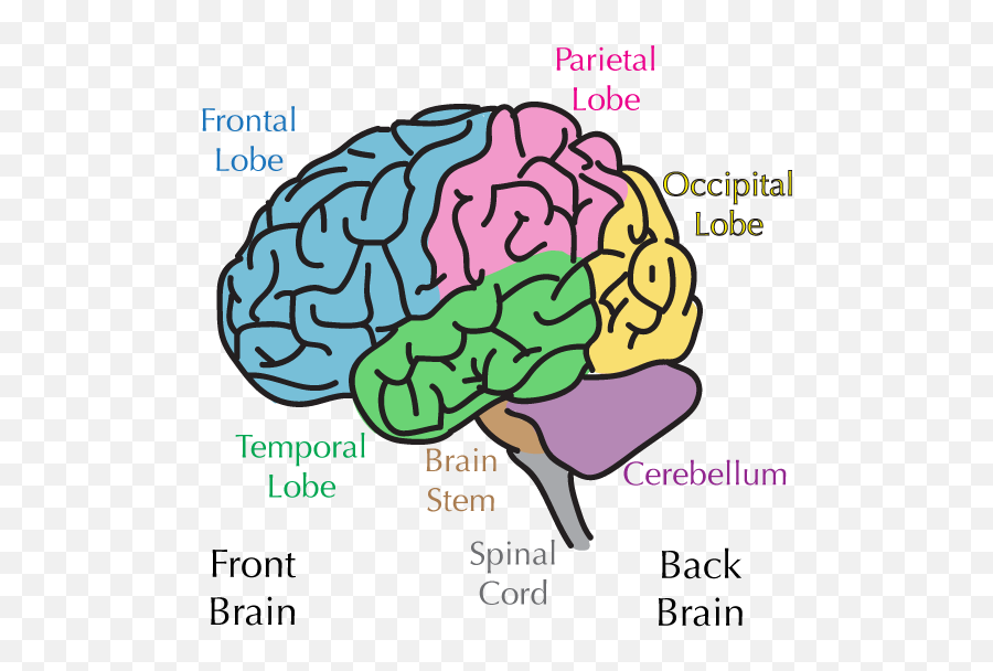 Brain 101 - Parts Of Brain Png Emoji,Meningioma Affects Areas Of Brain Right Occipital Emotions