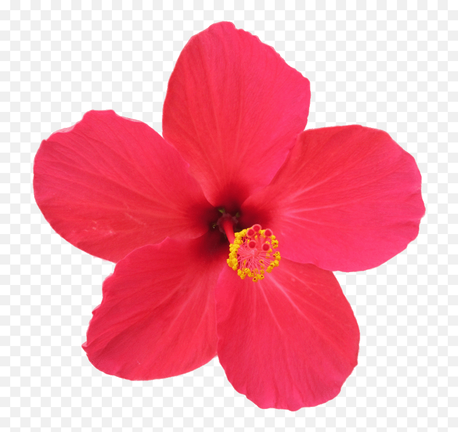 Hibiscus Flower Gif Png - Hibiscus Rosa Sinensis Clipart Emoji,Hawaiian Flower Emoticon