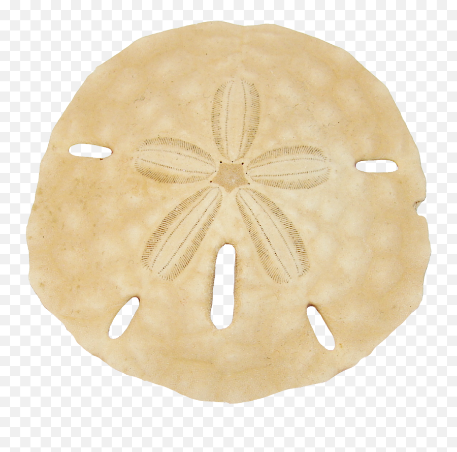 Cfl Td Guide - Transparent Background Sand Dollar Clip Art Emoji,Cheater Emoticons