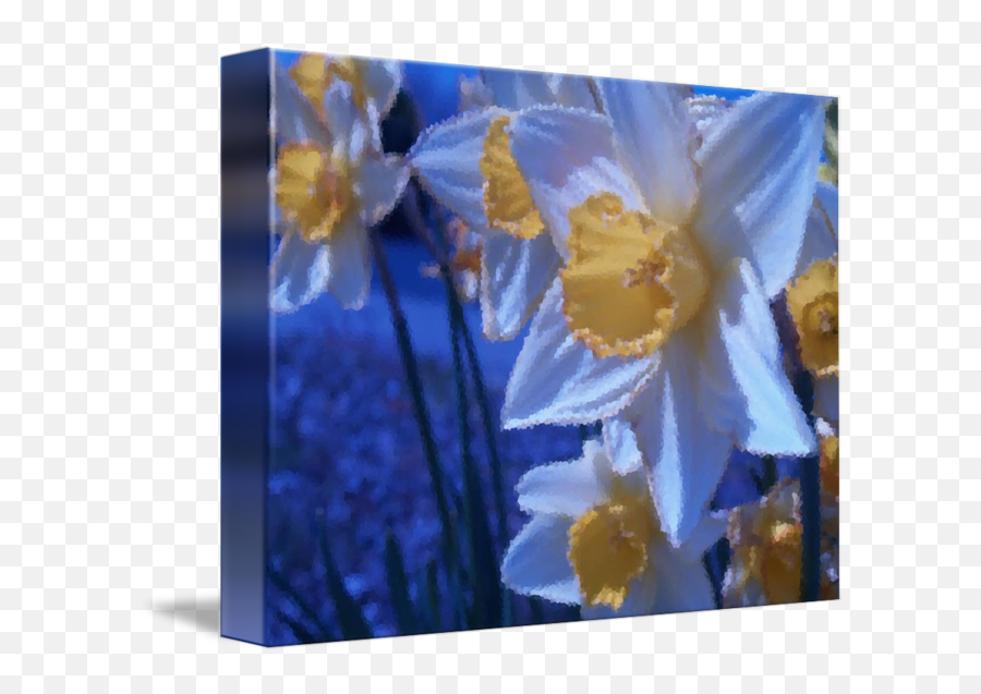 Blue Daffodils By Jennifer Jacobson Emoji,Daffodil Emoticon Facebook