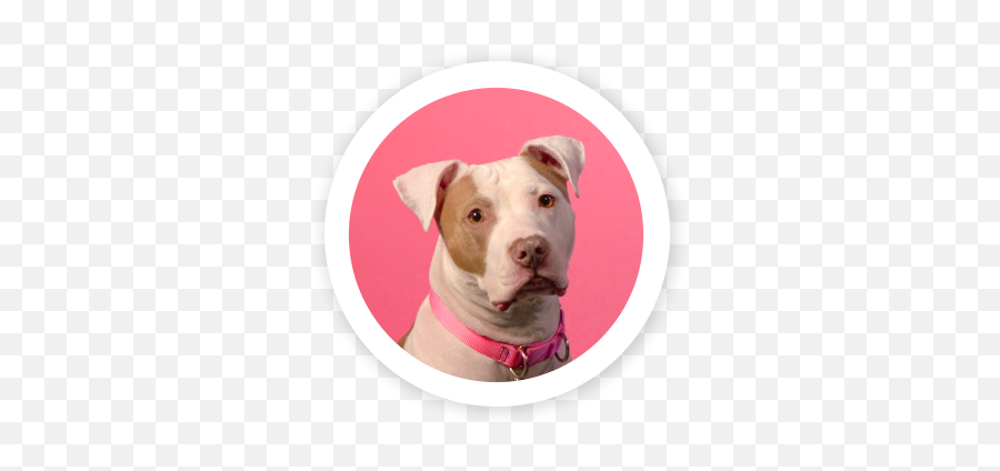 Who We Are - Humane Fort Wayne Emoji,Dog Emotions]