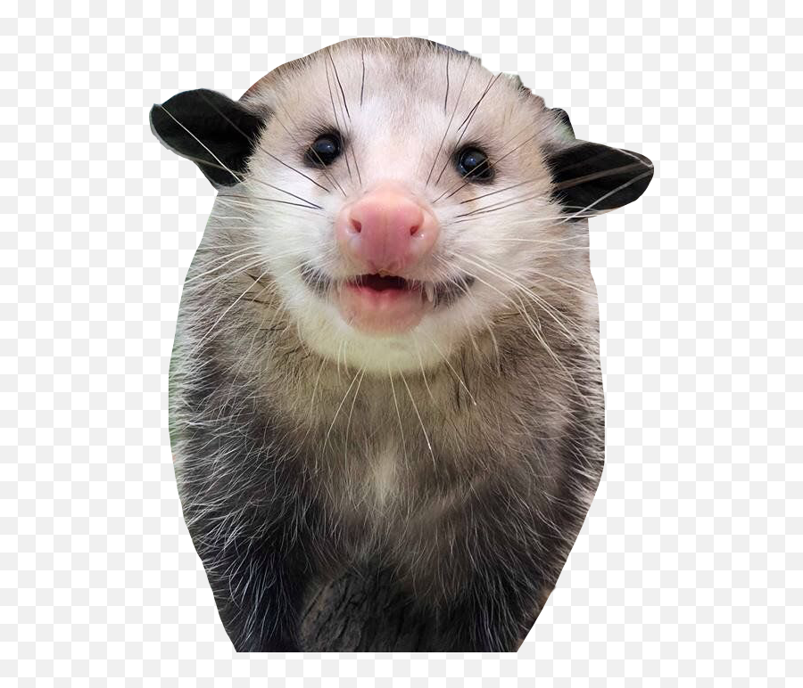 The Most Edited Possum Picsart Emoji,Possum Text Emoji