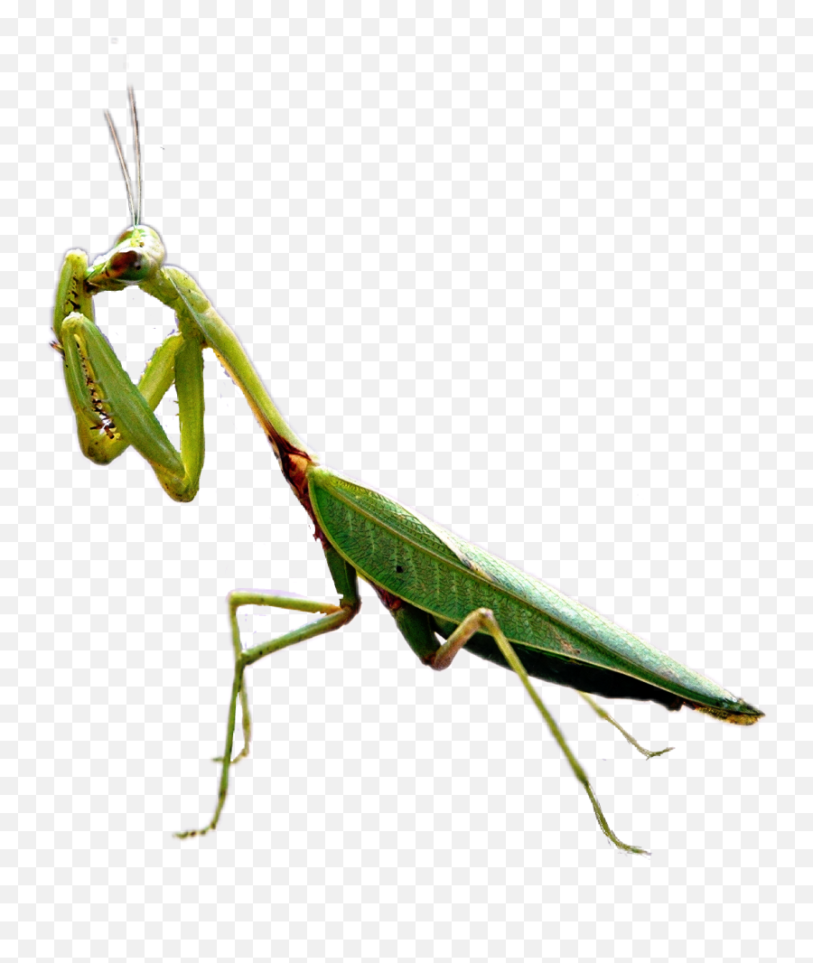 Discover Trending - Praying Mantis In A Church Emoji,Mantis Emoji