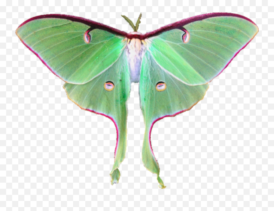 Lunamoth Moth Sticker - Luna Moth Transparent Emoji,Moth Emoji