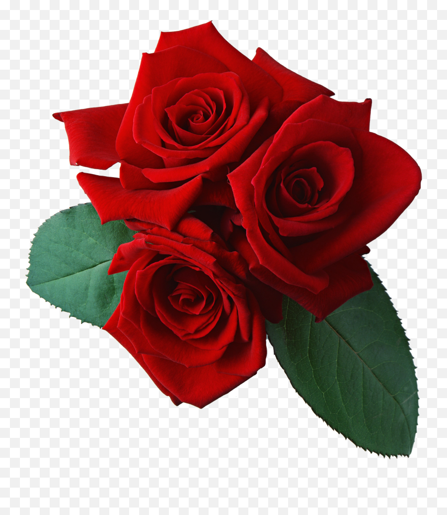 Three Red Rose Png Flower - Rose Flowers Transparent Background Emoji,Red Rose Emoji